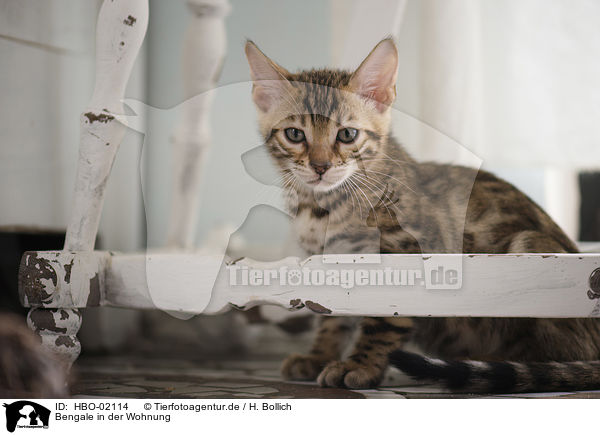 Bengale in der Wohnung / Bengal Cat in the apartment / HBO-02114