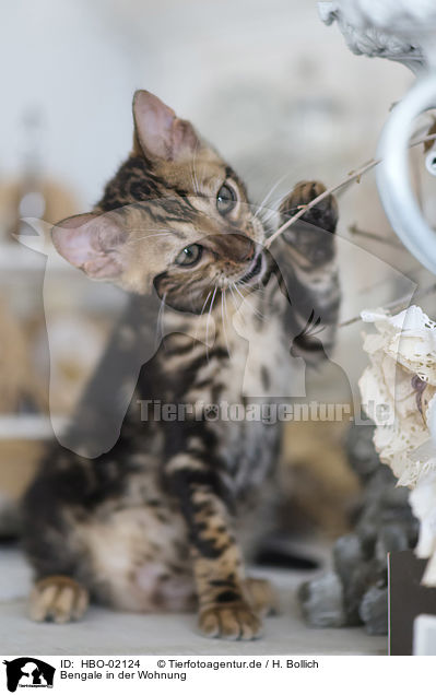 Bengale in der Wohnung / Bengal Cat in the apartment / HBO-02124