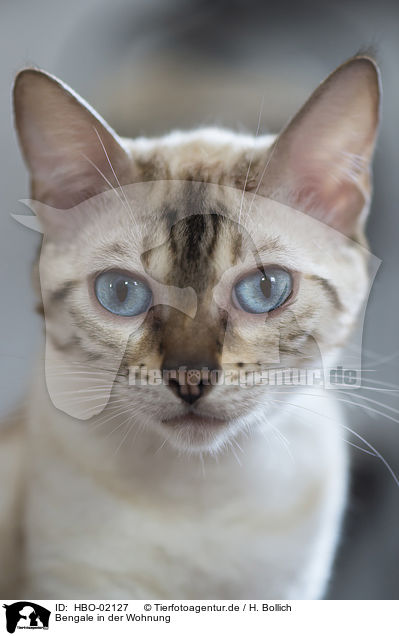 Bengale in der Wohnung / Bengal Cat in the apartment / HBO-02127