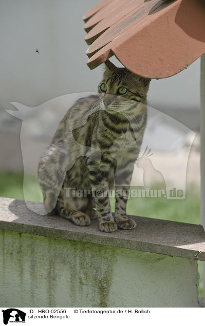 sitzende Bengale / sitting Bengal Cat / HBO-02556