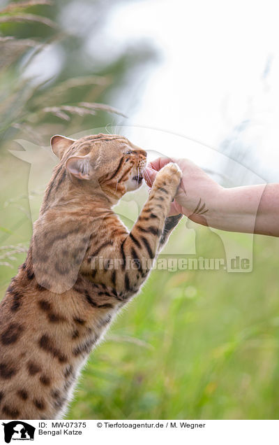 Bengal Katze / MW-07375
