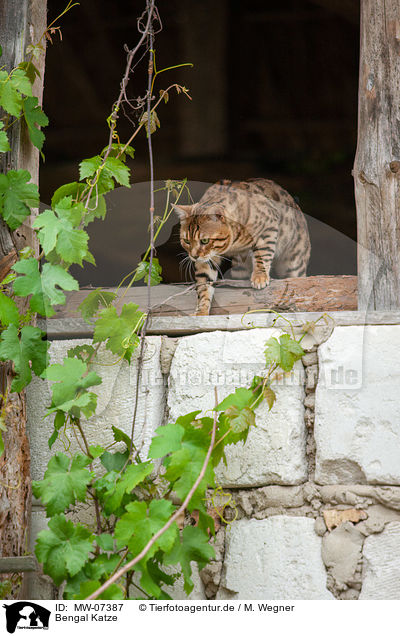 Bengal Katze / Bengal Cat / MW-07387