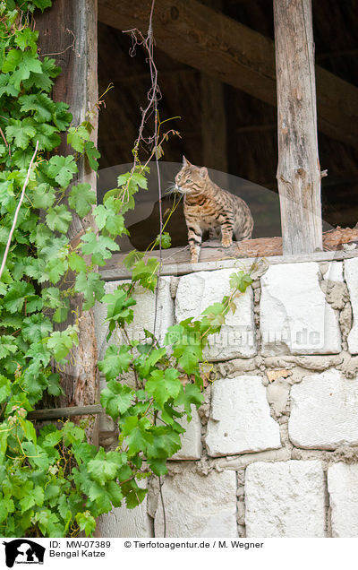 Bengal Katze / Bengal Cat / MW-07389