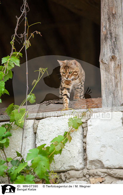 Bengal Katze / Bengal Cat / MW-07390
