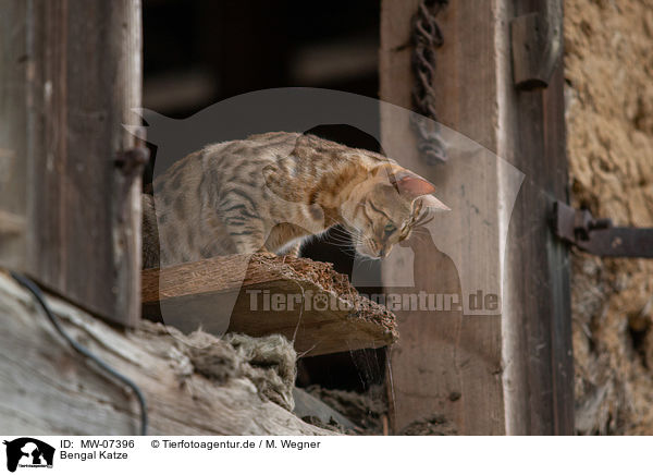 Bengal Katze / Bengal Cat / MW-07396