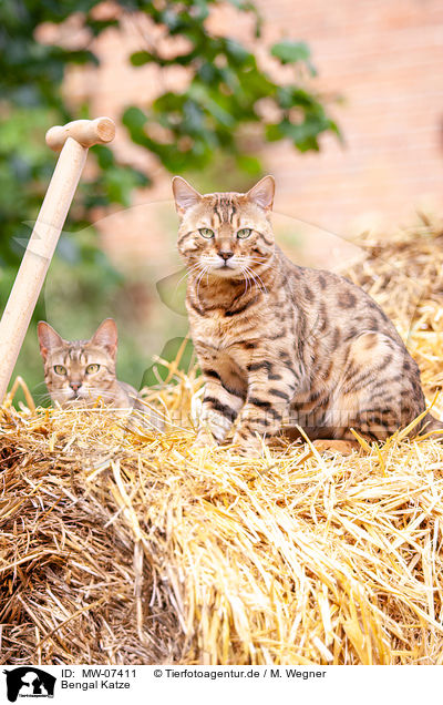Bengal Katze / Bengal Cat / MW-07411