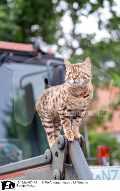 Bengal Katze / Bengal Cat / MW-07415