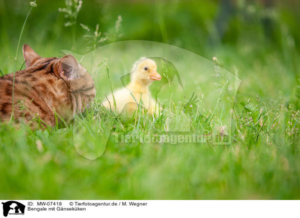 Bengale mit Gnsekken / Bengal with gosling / MW-07418