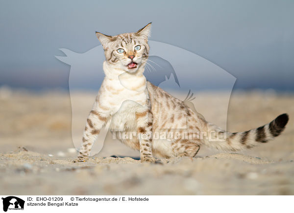 sitzende Bengal Katze / sitting Bengal Cat / EHO-01209