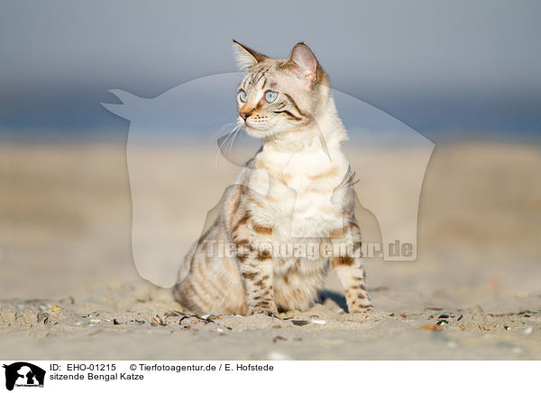 sitzende Bengal Katze / EHO-01215