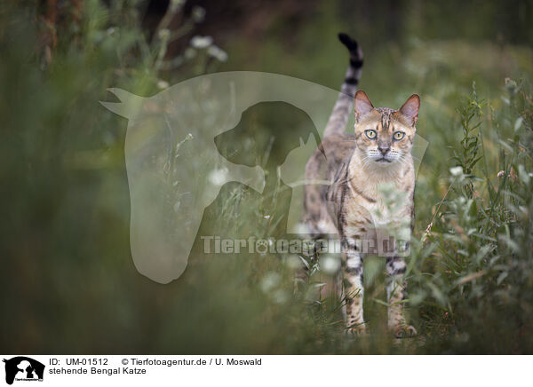stehende Bengal Katze / UM-01512