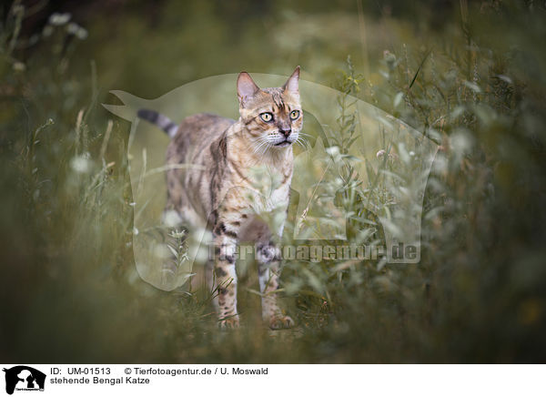 stehende Bengal Katze / standing Bengal Cat / UM-01513