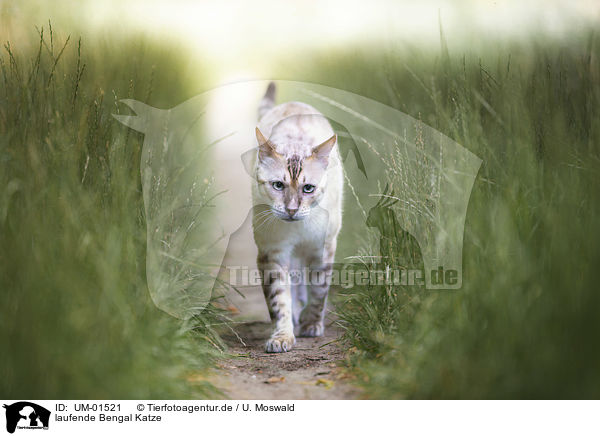 laufende Bengal Katze / walking Bengal Cat / UM-01521