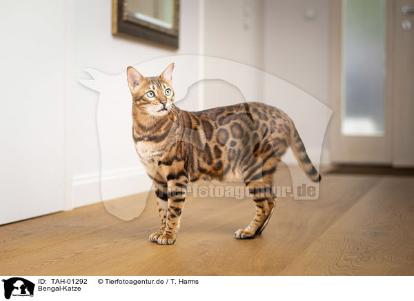 Bengal-Katze / Bengal Cat / TAH-01292