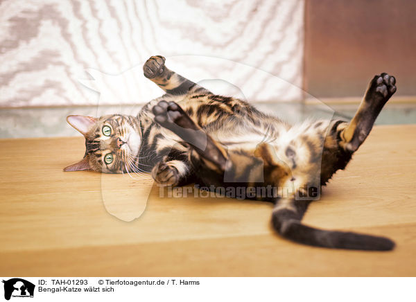 Bengal-Katze wlzt sich / rolling Bengal Cat / TAH-01293