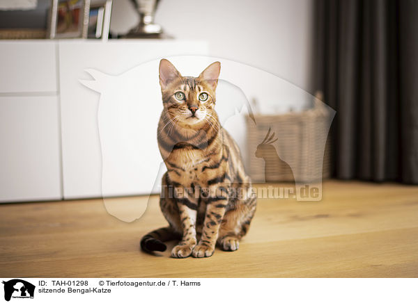 sitzende Bengal-Katze / sitting Bengal Cat / TAH-01298