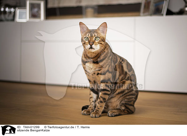 sitzende Bengal-Katze / sitting Bengal Cat / TAH-01299