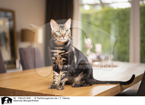 sitzende Bengal-Katze / sitting Bengal Cat / TAH-01306