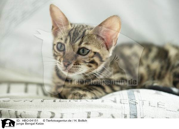 junge Bengal Katze / young Bengal Cat / HBO-04151