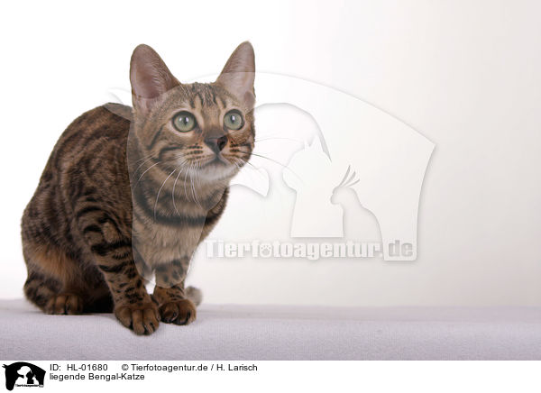 liegende Bengal-Katze / HL-01680