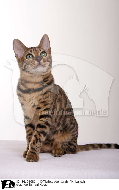 sitzende Bengal-Katze / HL-01683