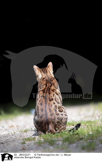 sitzende Bengal Katze / sitting Bengal Cat / JM-03221