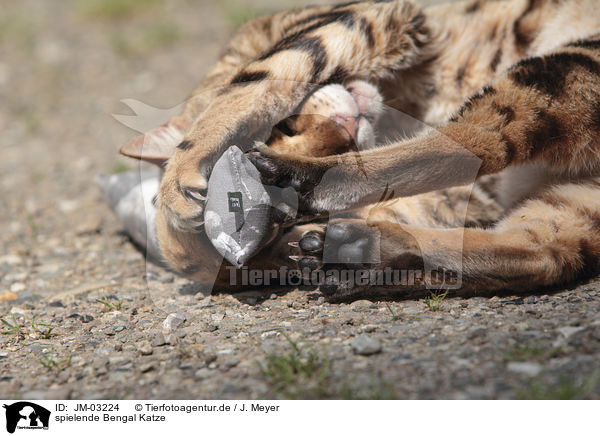 spielende Bengal Katze / playing Bengal Cat / JM-03224