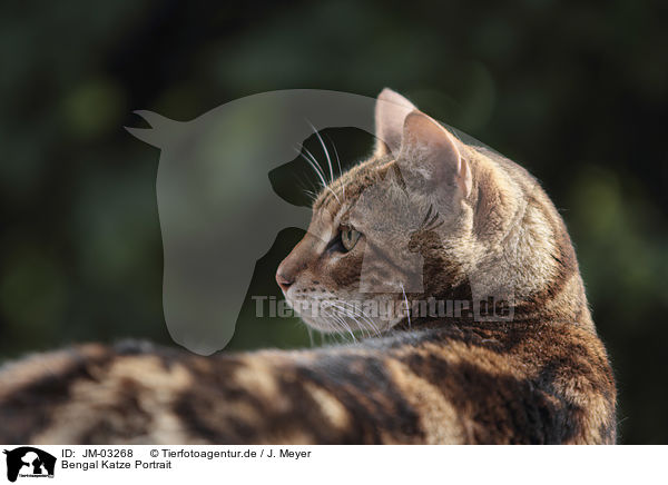 Bengal Katze Portrait / JM-03268