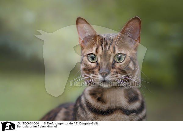 Bengale unter freien Himmel / adult Bengal Cat / TDG-01004