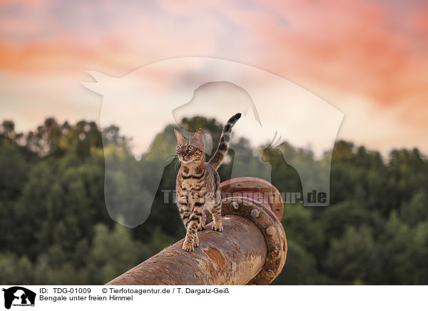 Bengale unter freien Himmel / adult Bengal Cat / TDG-01009