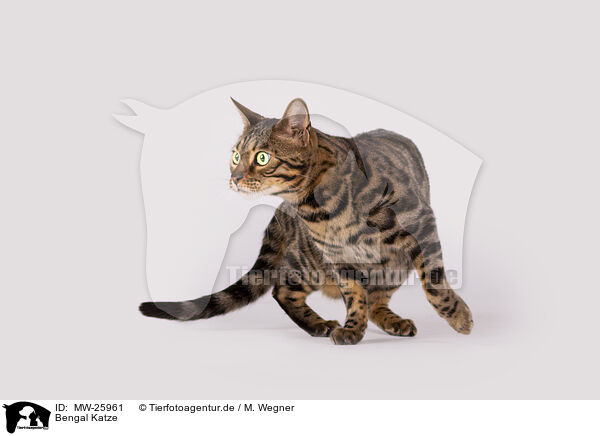 Bengal Katze / Bengal Cat / MW-25961