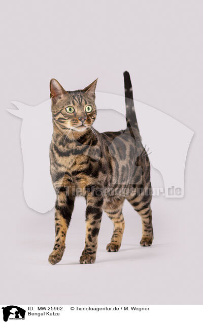 Bengal Katze / Bengal Cat / MW-25962