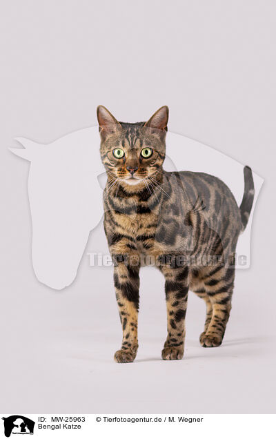 Bengal Katze / Bengal Cat / MW-25963