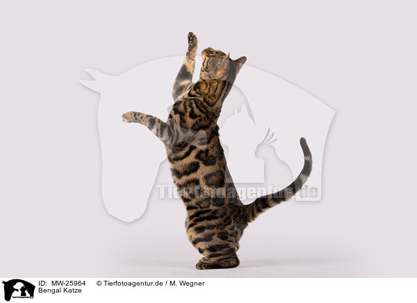 Bengal Katze / MW-25964