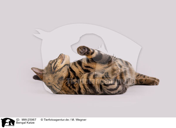 Bengal Katze / Bengal Cat / MW-25967