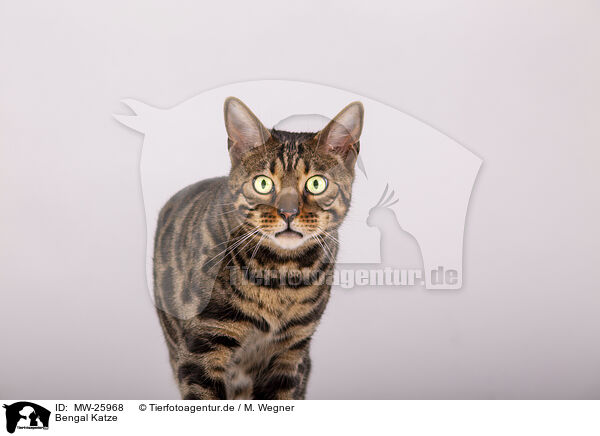 Bengal Katze / Bengal Cat / MW-25968