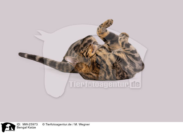 Bengal Katze / Bengal Cat / MW-25973