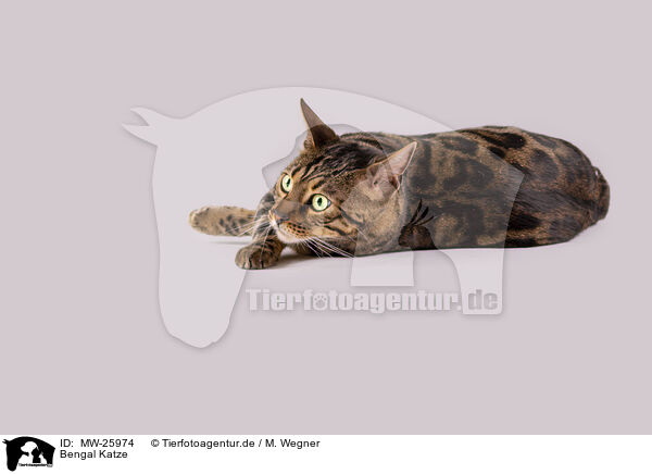 Bengal Katze / Bengal Cat / MW-25974