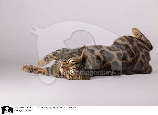 Bengal Katze / MW-25981
