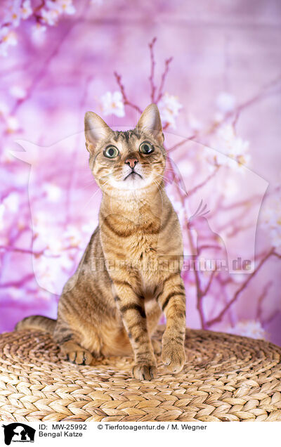 Bengal Katze / Bengal Cat / MW-25992