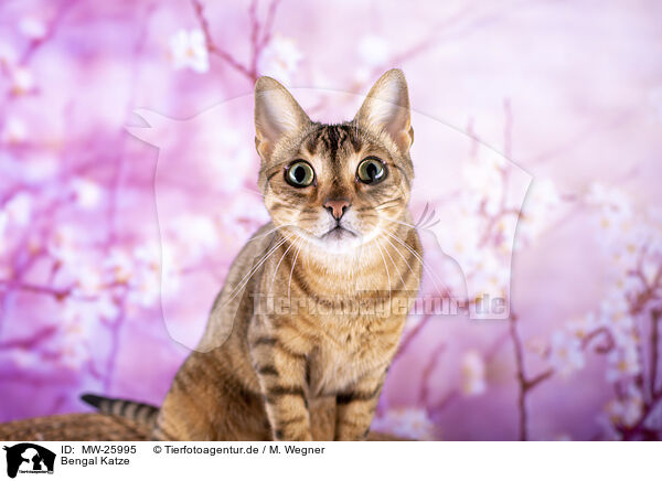 Bengal Katze / Bengal Cat / MW-25995