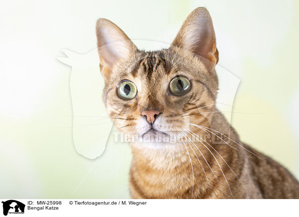 Bengal Katze / Bengal Cat / MW-25998