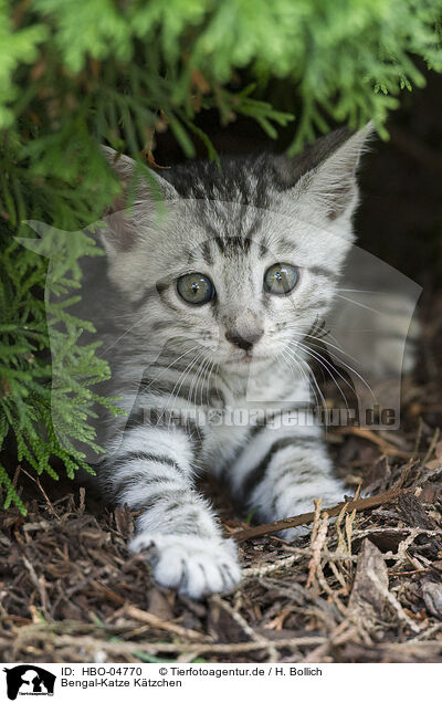 Bengal-Katze Ktzchen / Bengal Cat Kitten / HBO-04770