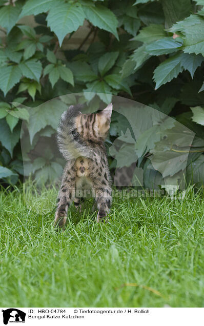 Bengal-Katze Ktzchen / Bengal Cat Kitten / HBO-04784