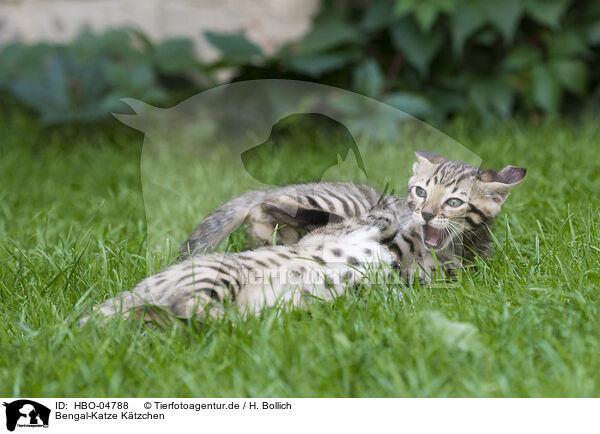 Bengal-Katze Ktzchen / Bengal Cat Kitten / HBO-04788