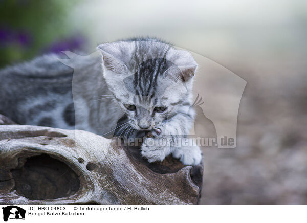 Bengal-Katze Ktzchen / Bengal Cat Kitten / HBO-04803