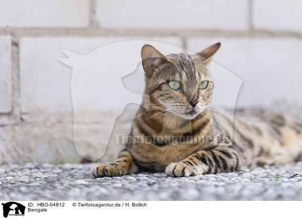 Bengale / Bengal Cat / HBO-04812