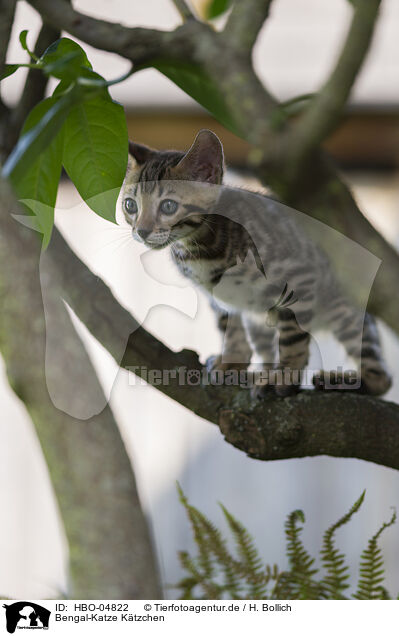 Bengal-Katze Ktzchen / HBO-04822