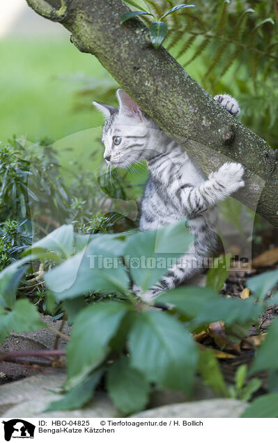 Bengal-Katze Ktzchen / HBO-04825