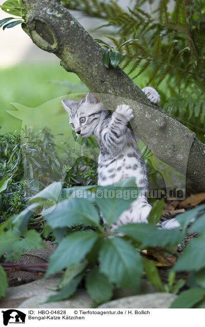Bengal-Katze Ktzchen / Bengal Cat Kitten / HBO-04828